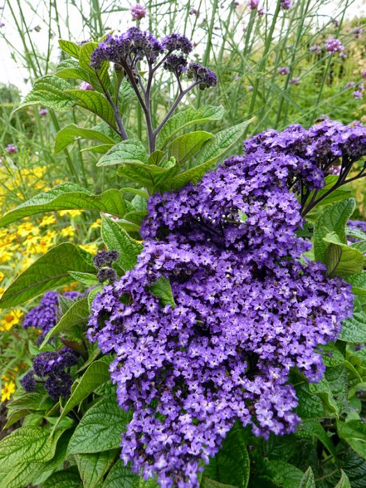 Heliotropium arborescens 'Marine' fleur